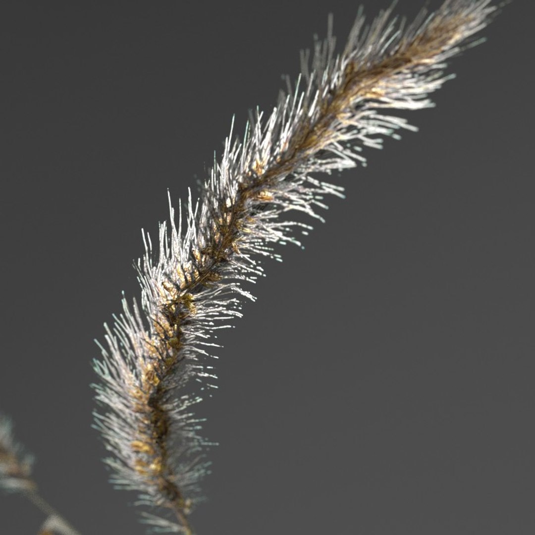 3d realistic wheat https://p.turbosquid.com/ts-thumb/qL/j0jo70/fdnnCmTL/8/jpg/1477019196/1920x1080/fit_q87/f9a6671dda293eee2de28372f4c0aebed796199d/8.jpg