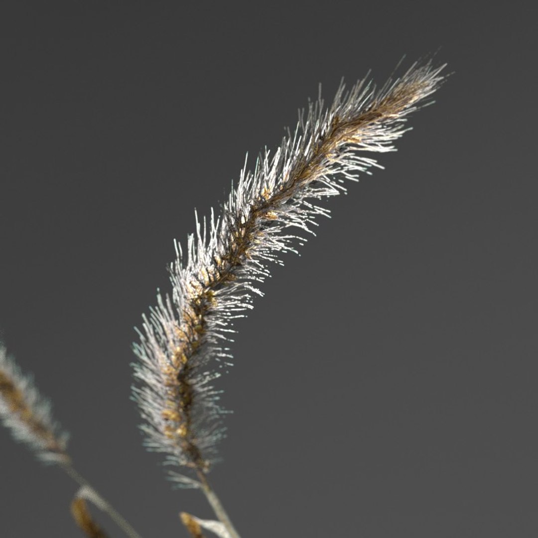 3d realistic wheat https://p.turbosquid.com/ts-thumb/qL/j0jo70/k0xYcMYG/7/jpg/1477019196/1920x1080/fit_q87/2c786f27e6158ab73effc28939f7282772b16ef7/7.jpg