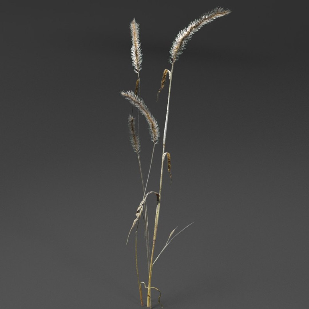 3d realistic wheat https://p.turbosquid.com/ts-thumb/qL/j0jo70/tSFFZACs/1/jpg/1477018918/1920x1080/fit_q87/1cd5d708a814135e06c15f682a35ae35366ab047/1.jpg
