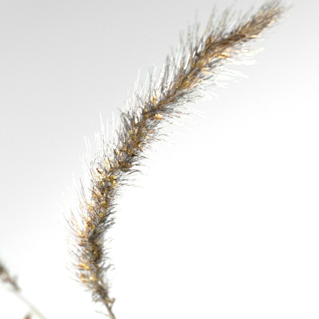 3d realistic wheat https://p.turbosquid.com/ts-thumb/qL/j0jo70/yrEjgEwX/9/jpg/1477019196/1920x1080/fit_q87/46af0984f6f7fe2a924d4d9f0dcd1483c1e7a3da/9.jpg
