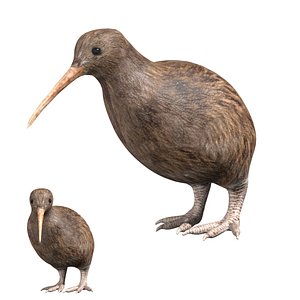 Rigged Kiwi bird