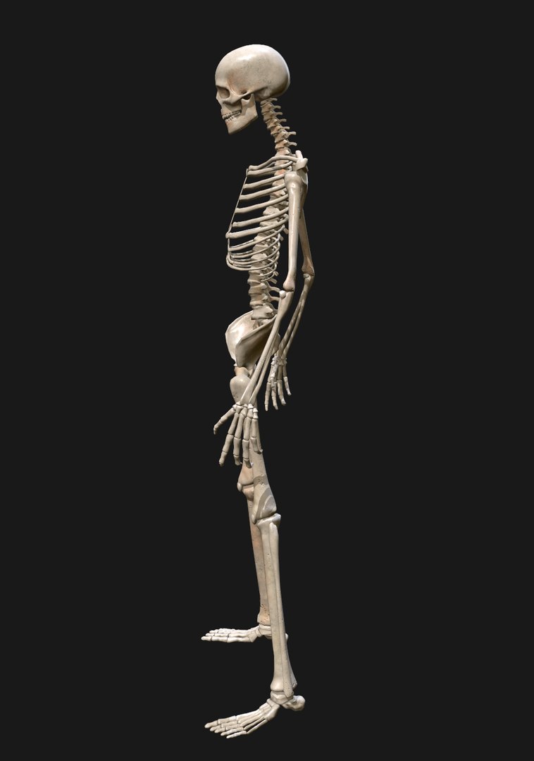 3D human skeleton https://p.turbosquid.com/ts-thumb/qL/urzUYl/P6eyXoPu/nimetn2/png/1601500453/1920x1080/fit_q87/cbaaf9e8c255e238fa7fb5694ff47743471ce251/nimetn2.jpg