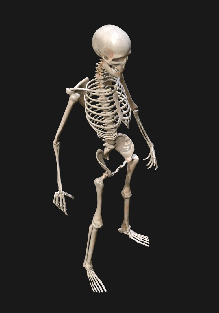 3D human skeleton https://p.turbosquid.com/ts-thumb/qL/urzUYl/k6deNq6g/nimetn4/png/1601500490/1920x1080/fit_q87/fa8700d5607422bd9b792c5cd64d103dcfb324ca/nimetn4.jpg
