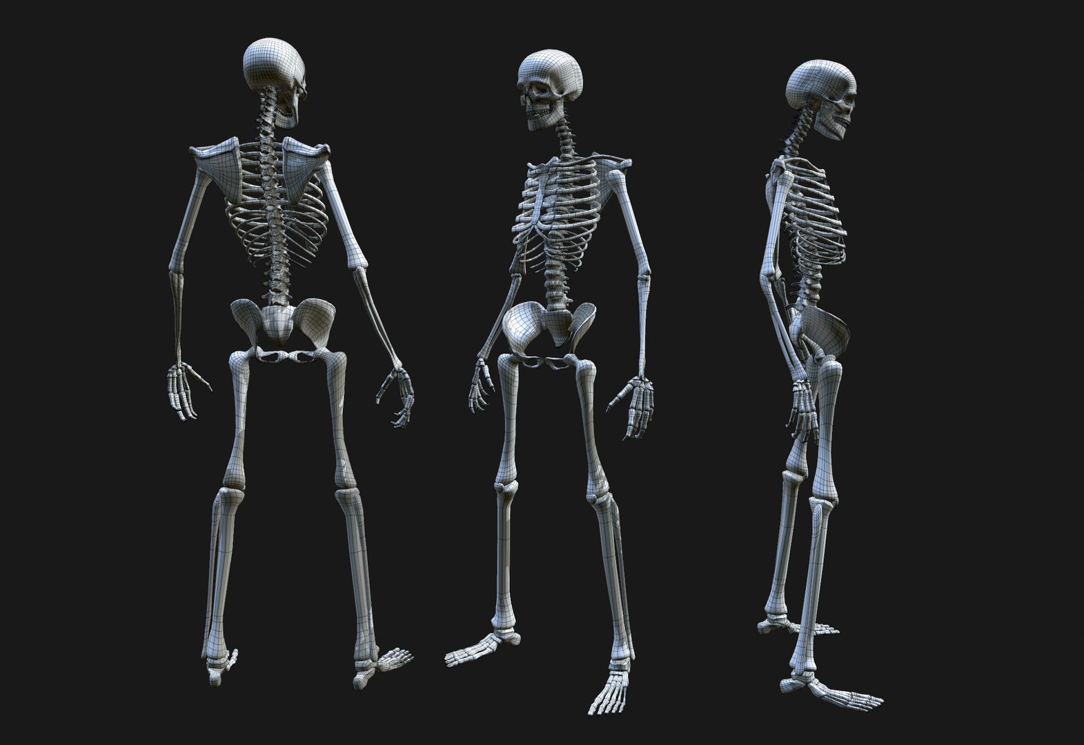 3D Human Skeleton - TurboSquid 1628644