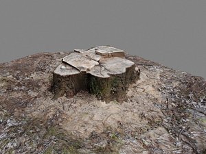 Tree Stump