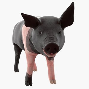 Hampshire Pig Piglet Rigged 3D Model