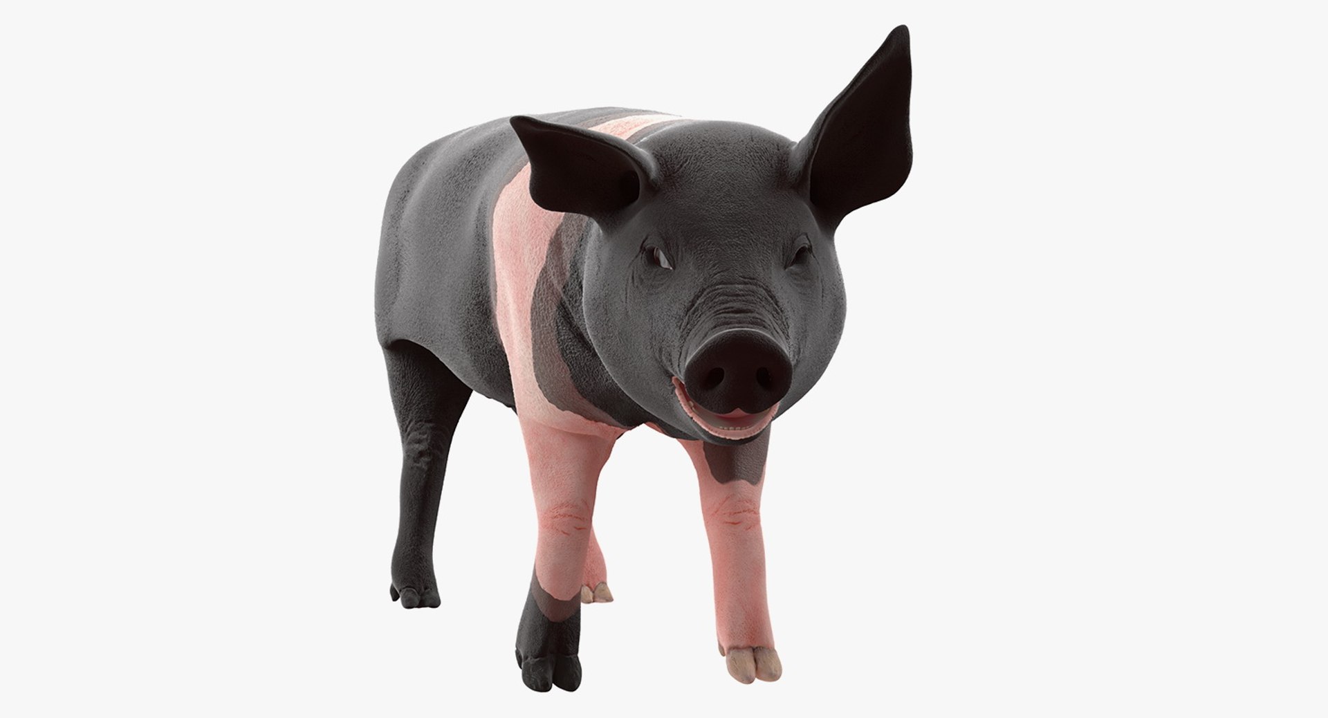 Hampshire Pig Piglet Rigged 3D Model 3D model preview