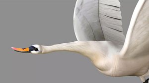 swan bird rig model 3D model