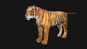 Bengal Tiger ANIMATED XGEN 3D model 2