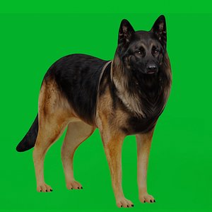 Belgian Tervuren Dog