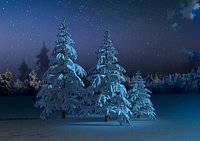 Winter spruce