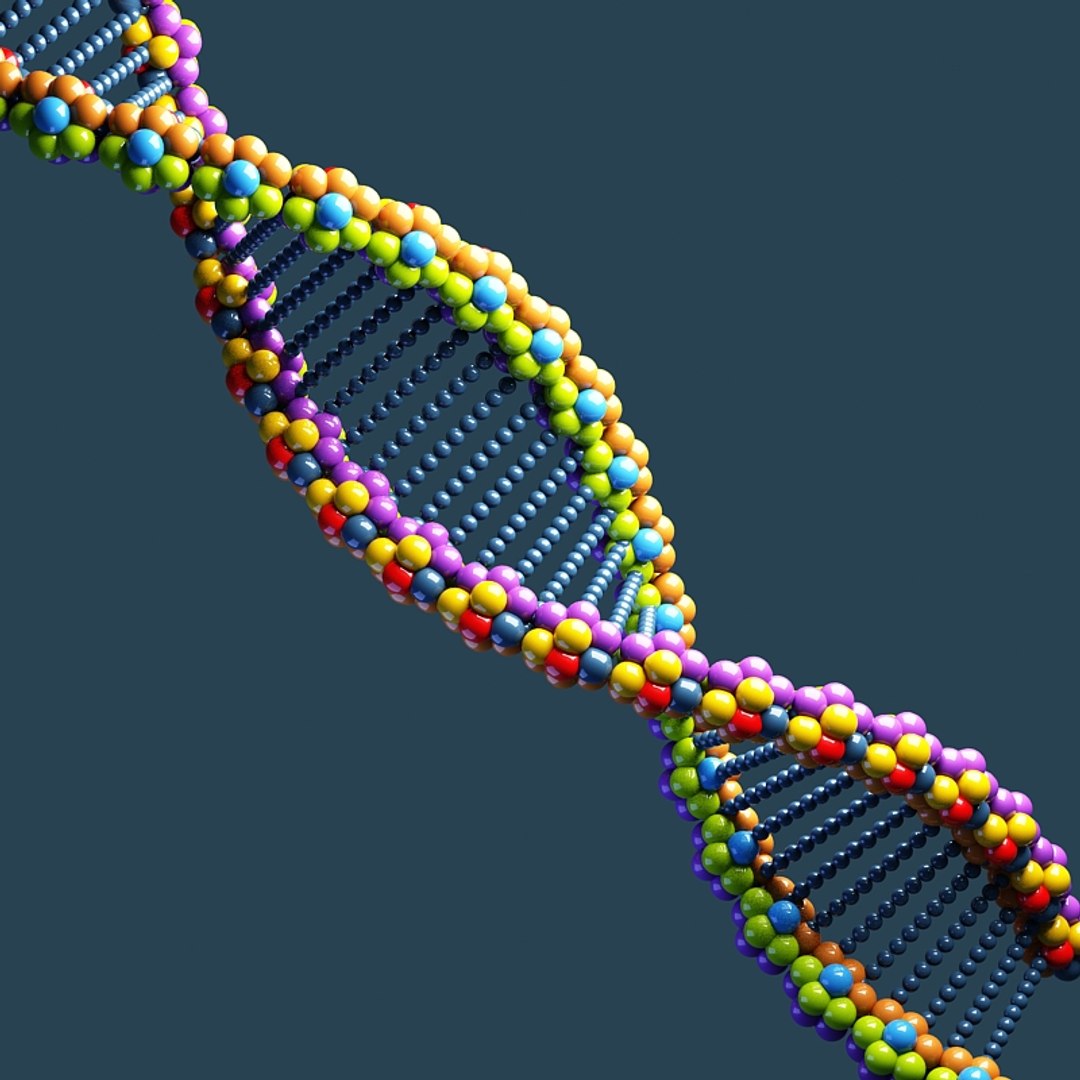 Dna 3d Model