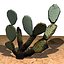 10 Plants