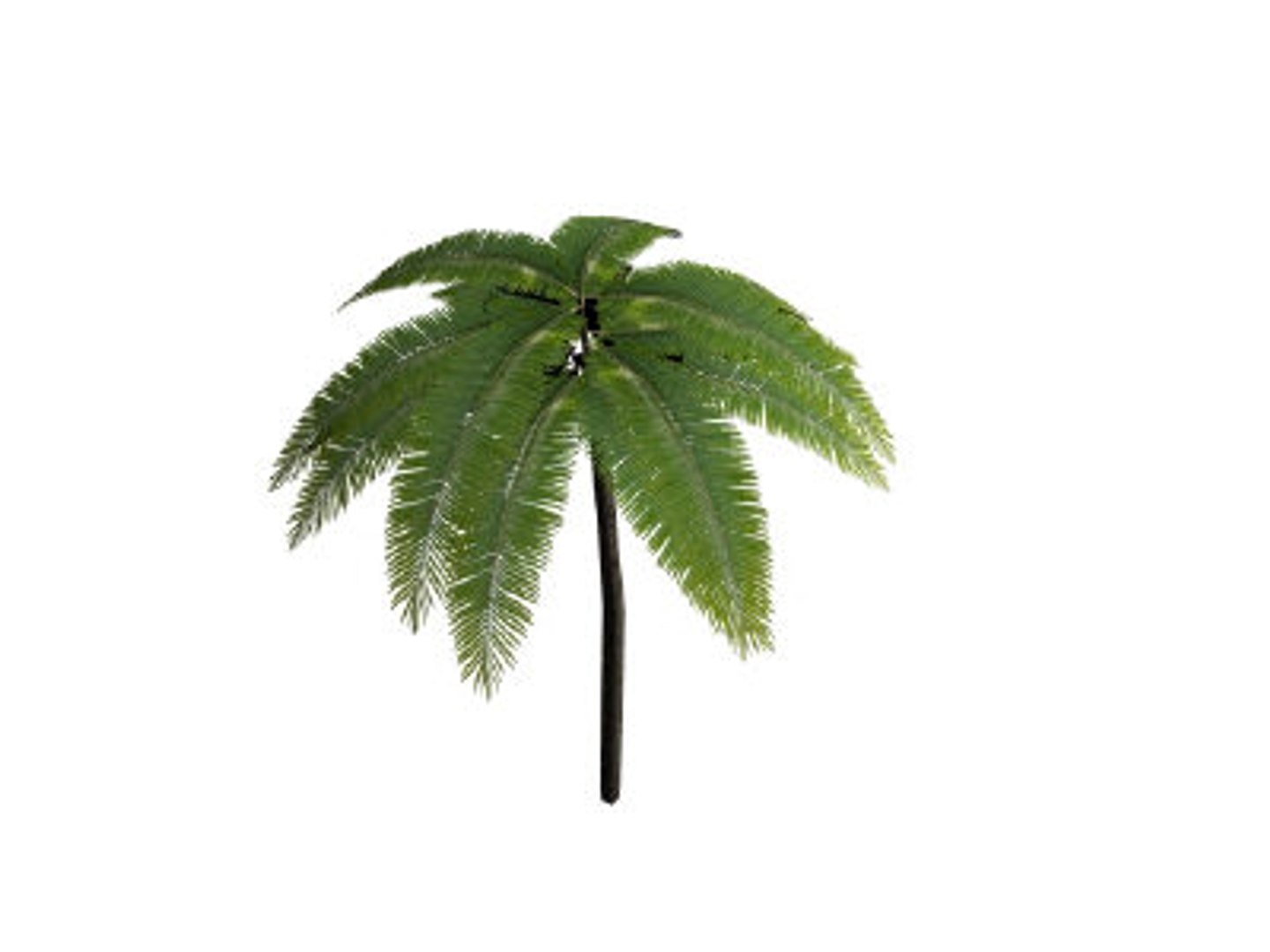 10 plants 3d model https://p.turbosquid.com/ts-thumb/qM/laauaa/pD6nMMGG/palm2/jpg/1272095266/1920x1080/fit_q87/d6dcd6e3bb7f328c560664572ae37b0b63ab0cc4/palm2.jpg