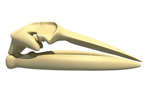 3D model fin whale skull skeleton