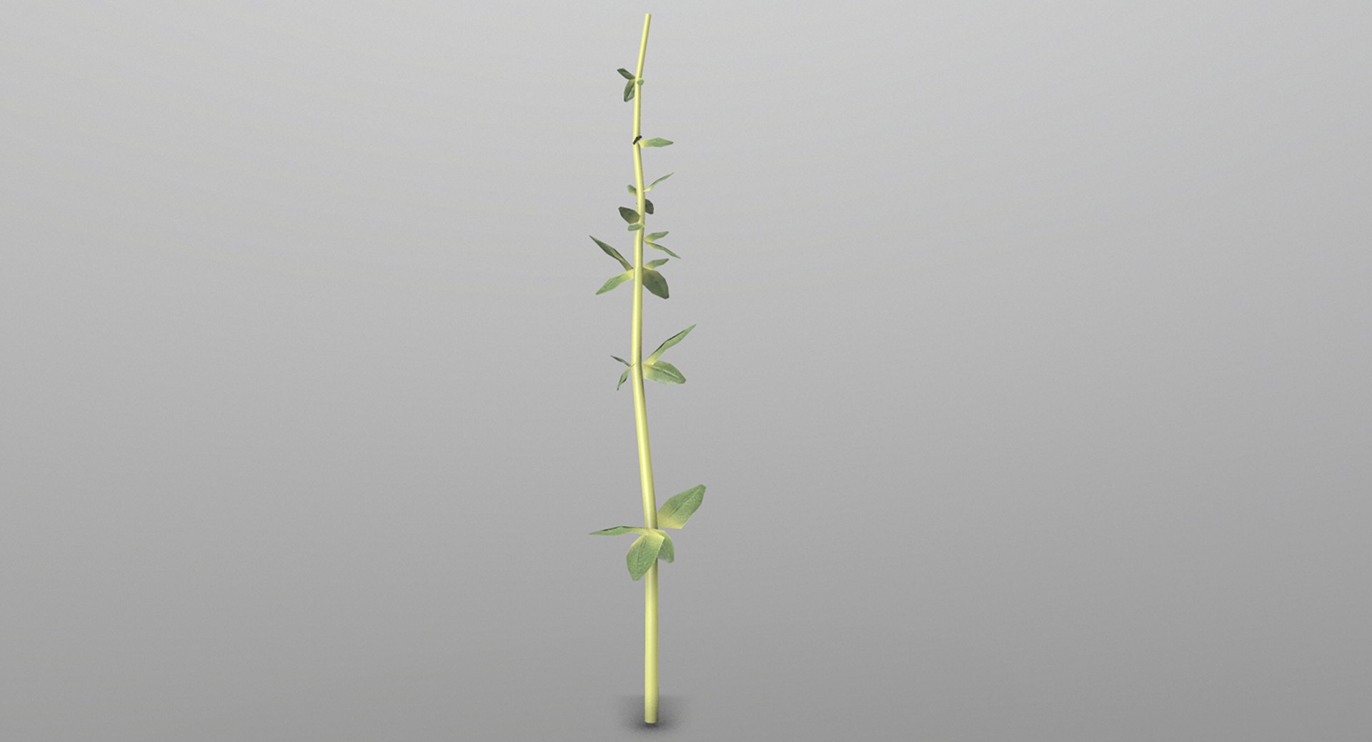 thyme ready games 3D model https://p.turbosquid.com/ts-thumb/qM/wxgVo8/KODPxlii/rrecovered/png/1527097356/1920x1080/fit_q87/de671f6d87143b1fbef40705b12339c8aea1133f/rrecovered.jpg