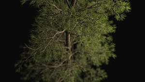 pine tree
