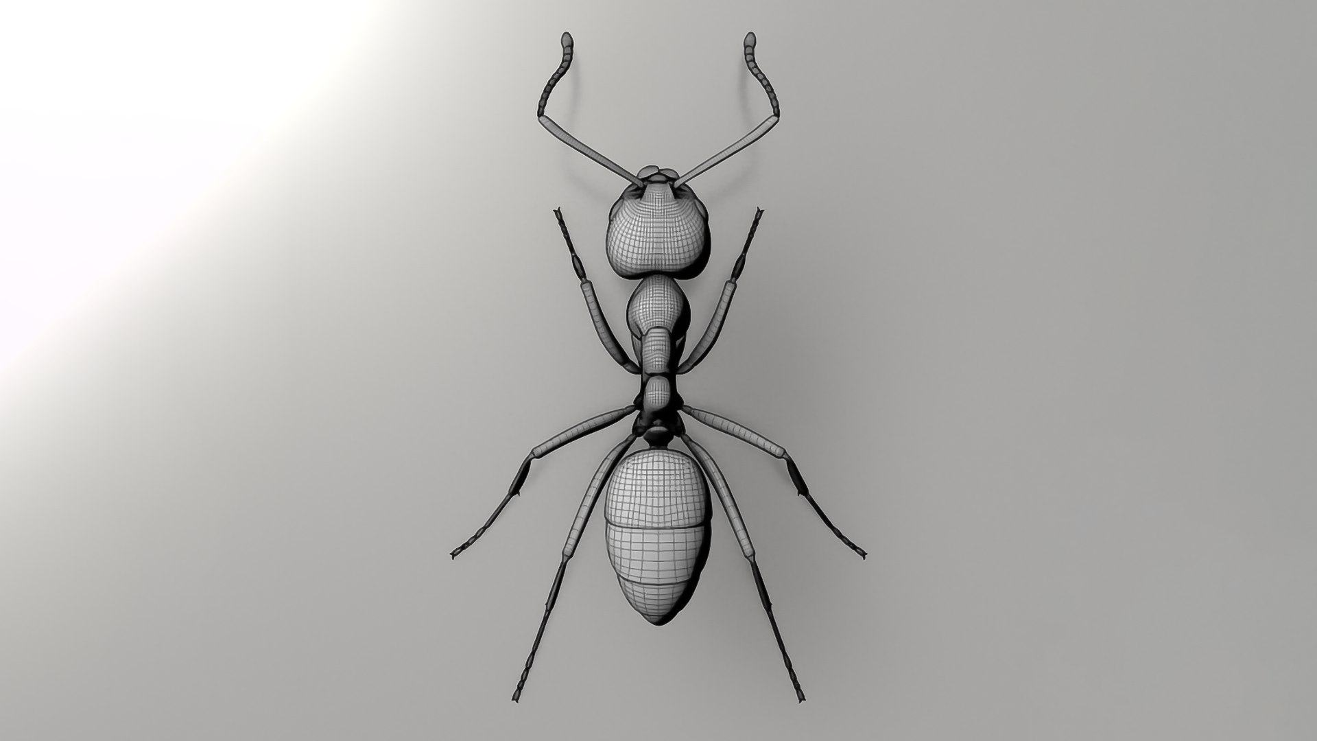 3D Realistic Insects Pack - Volume 02 Model - TurboSquid 2377037