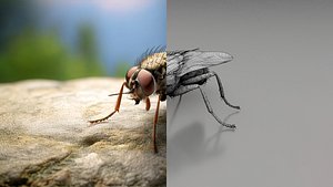 Realistic Insects Pack - Volume 02