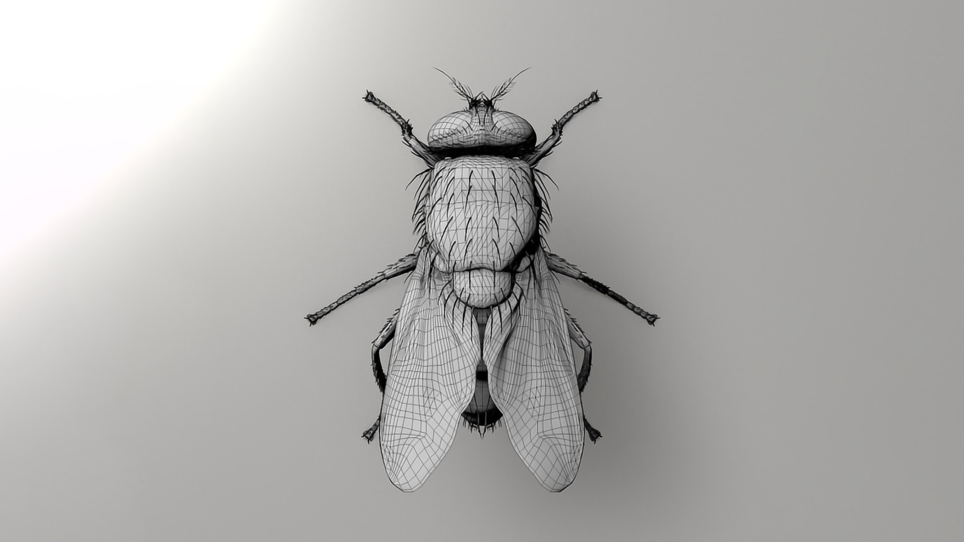 3D Realistic Insects Pack - Volume 02 Model - TurboSquid 2377037