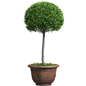 Decorative tree in a garden pot Front Entry Tree Patio Porch