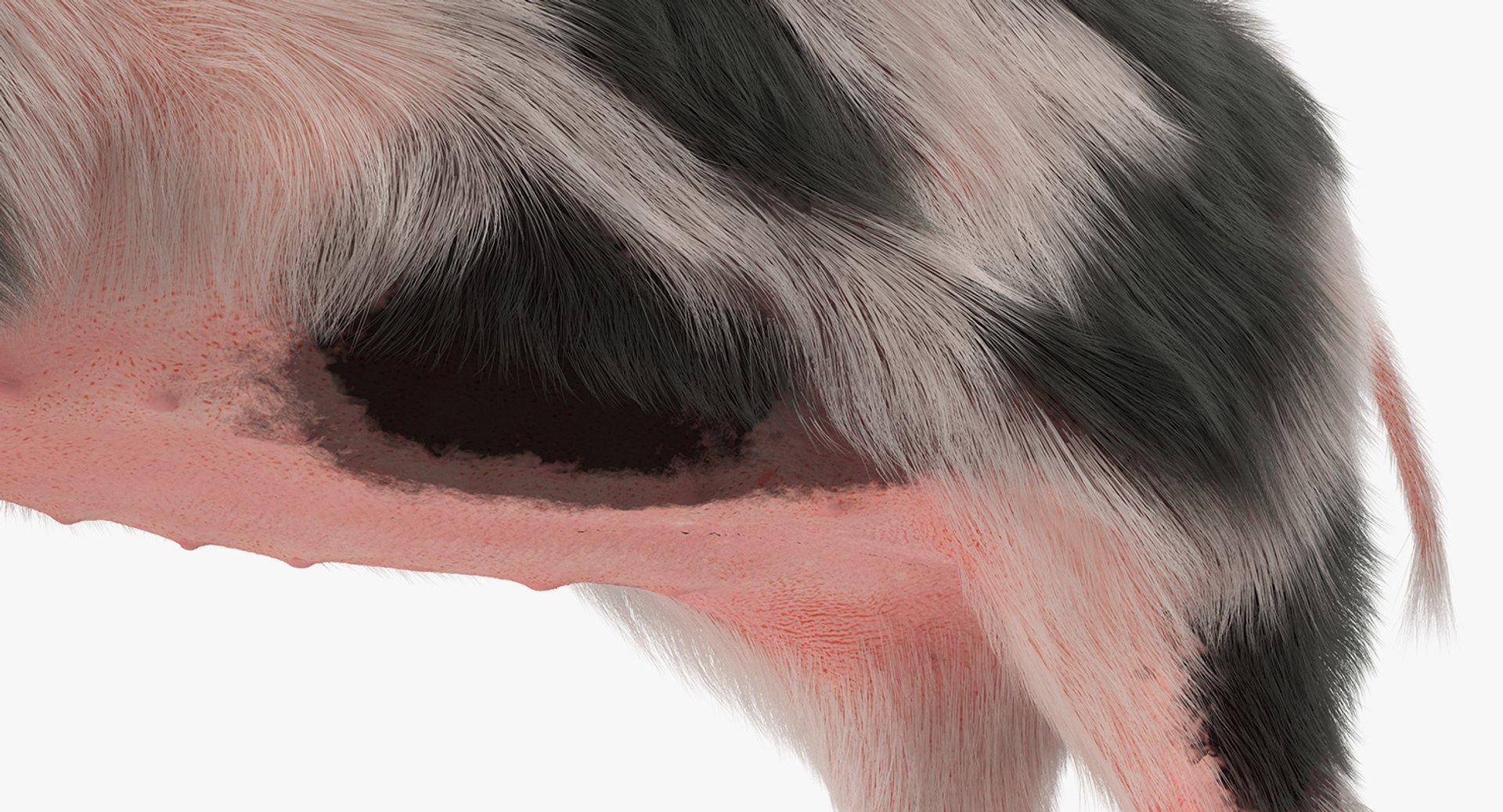 Rigged Farm Animals Big Collection 4 3D model https://p.turbosquid.com/ts-thumb/qN/YQ8afj/K4/rigged_farm_animals_big_collection_4_028/jpg/1765203569/1920x1080/fit_q87/1192e394d4a80d9ac391ea5b305fdb6c3ce821b7/rigged_farm_animals_big_collection_4_028.jpg