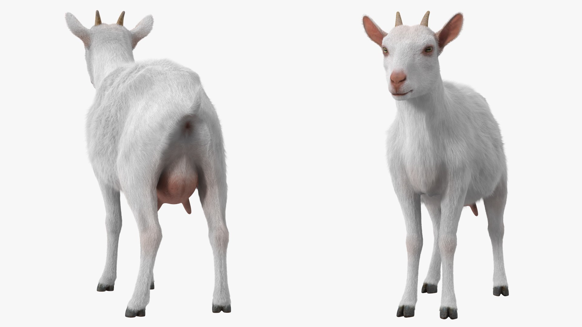 Rigged Farm Animals Big Collection 4 3D model https://p.turbosquid.com/ts-thumb/qN/YQ8afj/t1/rigged_farm_animals_big_collection_4_010/jpg/1765203560/1920x1080/fit_q87/b9fd281adb543243fd565e08a0549f948058a407/rigged_farm_animals_big_collection_4_010.jpg