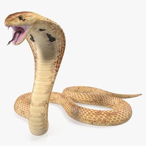 light cobra attacking pose 3D model