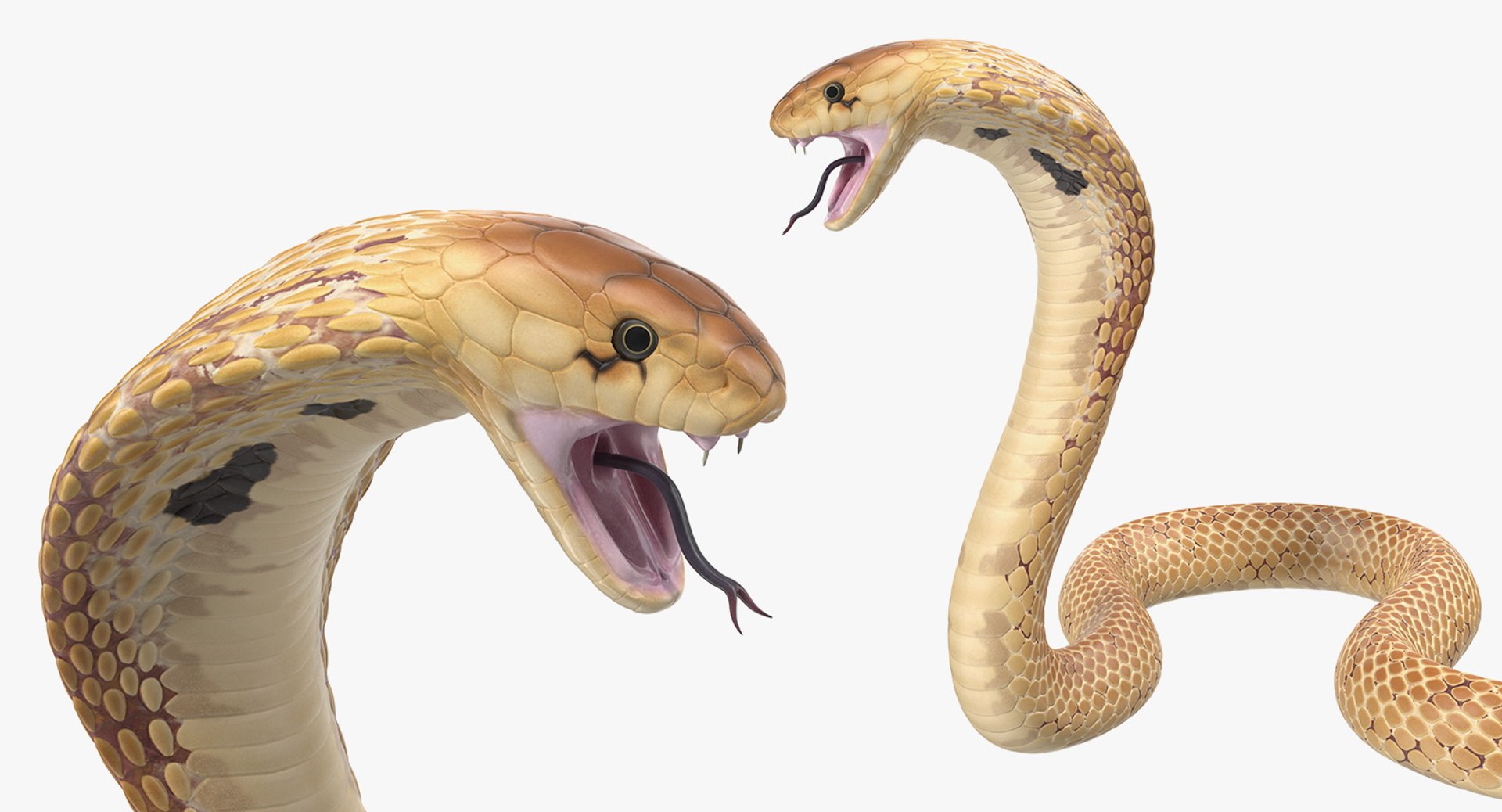 Snakes 3D for N73  Official Pyra and Pandora Site