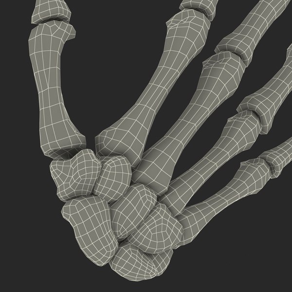 3d model human hand bones