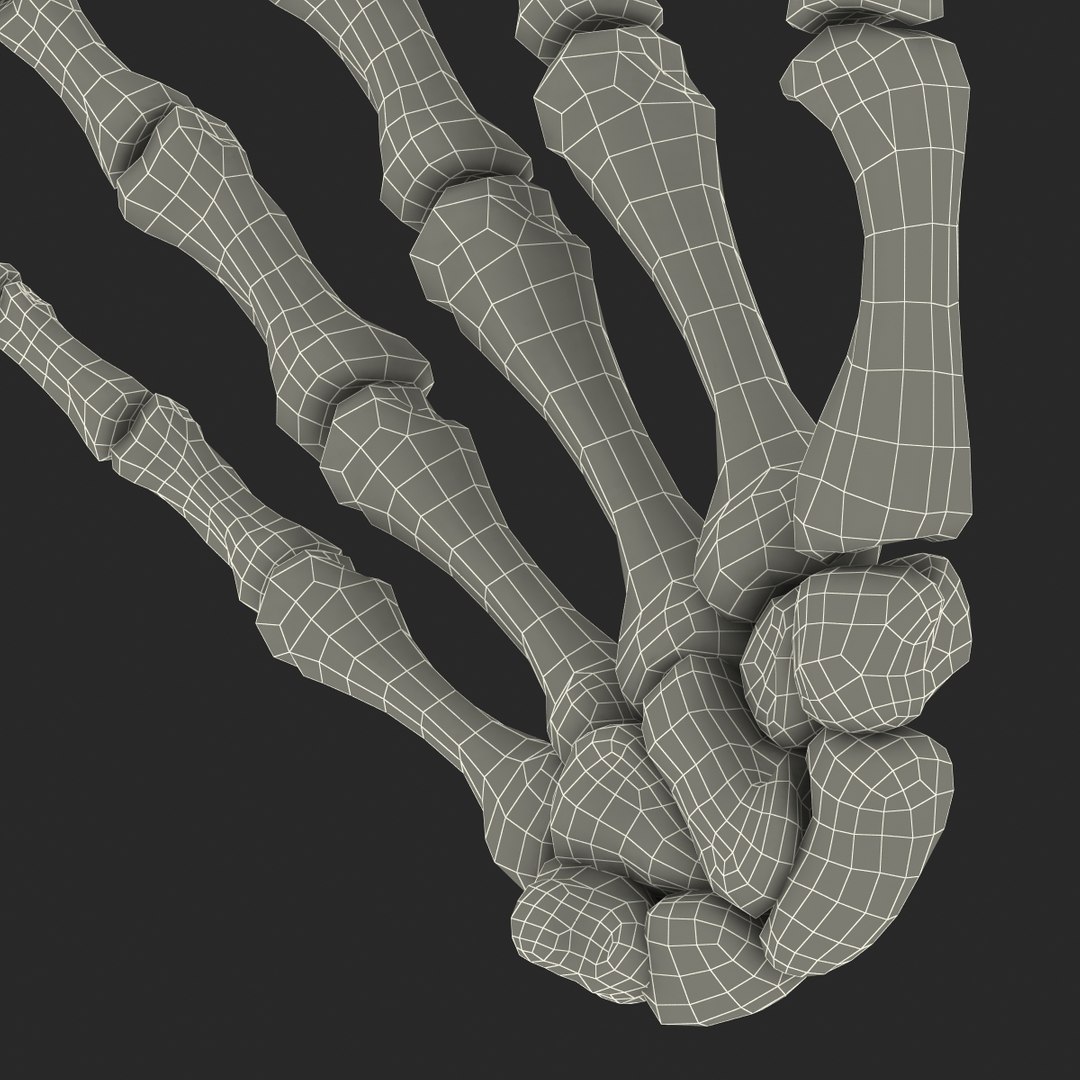 3d model human hand bones