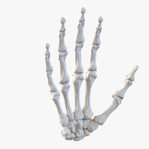 3d model human hand bones