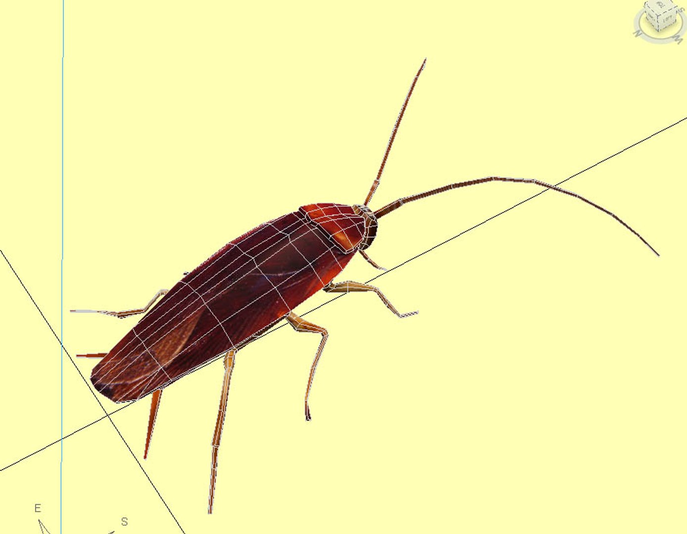 3d Cockroach Roach