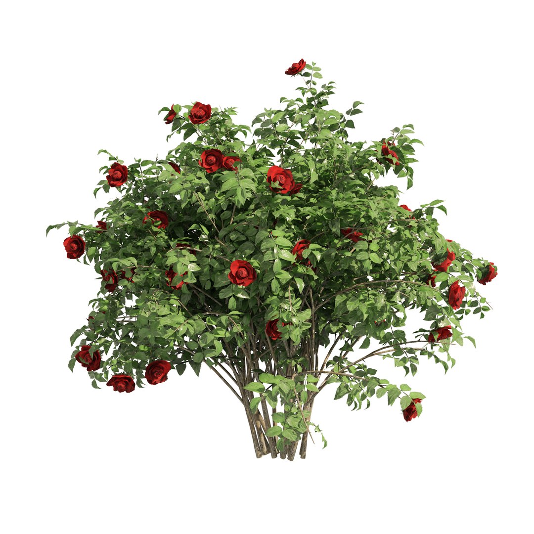 3 Red Rose Flower Bush Low Poly 3D model https://p.turbosquid.com/ts-thumb/qP/2CoXR6/Gy/02pp/jpg/1648040672/1920x1080/fit_q87/45dcf3d9042de052210bcc976bc07daf78899938/02pp.jpg