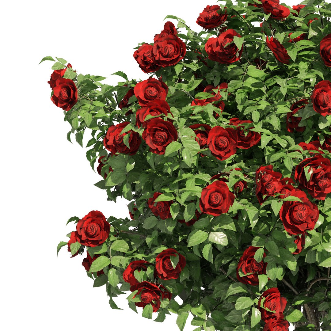 3 Red Rose Flower Bush Low Poly 3D model https://p.turbosquid.com/ts-thumb/qP/2CoXR6/MK/04pp/jpg/1648040677/1920x1080/fit_q87/c658f683451fddb2c3dbe09eb734b99d550fbc3e/04pp.jpg