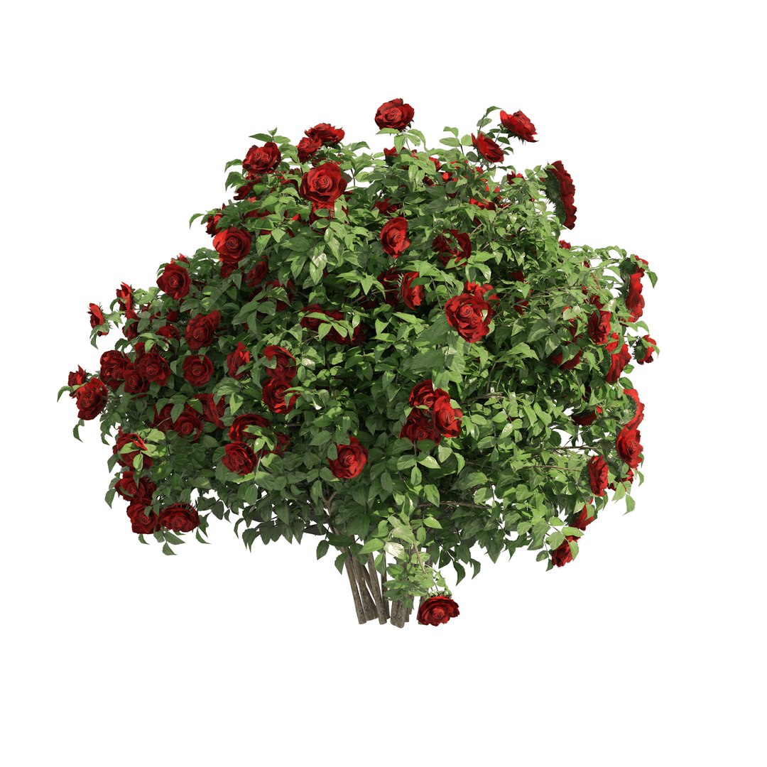 3 Red Rose Flower Bush Low Poly 3D model https://p.turbosquid.com/ts-thumb/qP/2CoXR6/rC/01pp/jpg/1648040652/1920x1080/fit_q87/ad2c747824c49de338d0076b6acb4c42402b8277/01pp.jpg