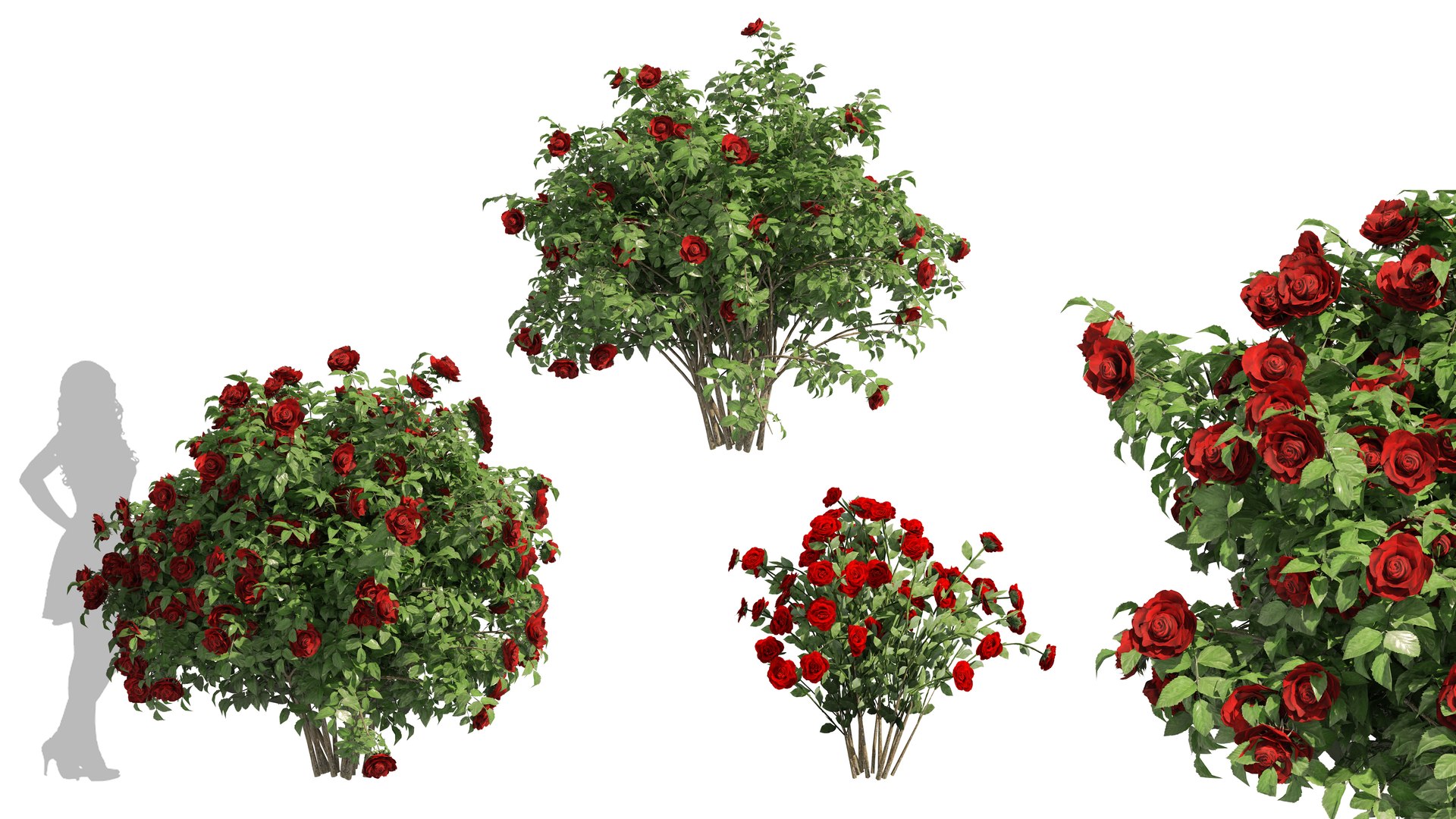 3 Red Rose Flower Bush Low Poly 3D model https://p.turbosquid.com/ts-thumb/qP/2CoXR6/vu/coverart2/jpg/1648040917/1920x1080/fit_q87/7b3dc438d16e457ff07eedf52dcfde7b218fd401/coverart2.jpg