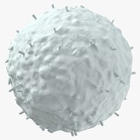 Animal Cell White
