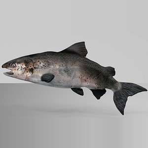 3D salmon rigged l746 model