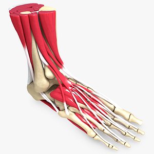 Ultimate Human Foot Bones and Muscles