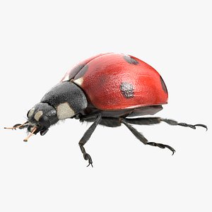 Ladybug Fur Bug