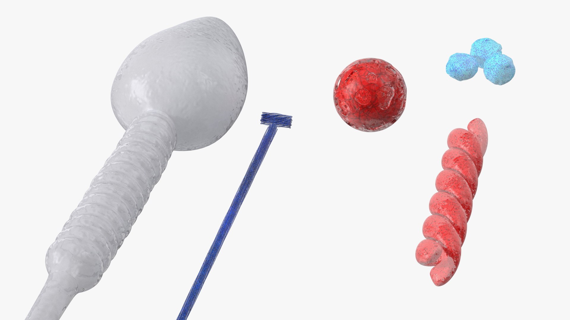 Human Sperm Cell Rigged 3D model https://p.turbosquid.com/ts-thumb/qP/QGBYga/77/humanspermcellriggedvray3dmodel019/jpg/1684020048/1920x1080/fit_q87/9a8b4a067e8ab68e9bee79b841b3471337122e10/humanspermcellriggedvray3dmodel019.jpg