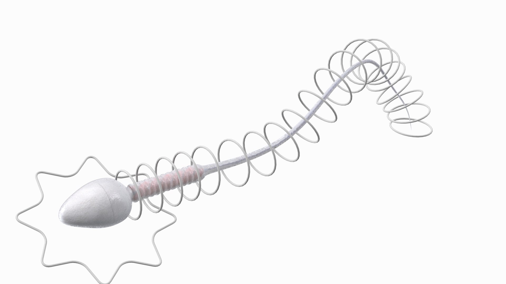 Human Sperm Cell Rigged 3D model https://p.turbosquid.com/ts-thumb/qP/QGBYga/C9/humanspermcellriggedvray3dmodel002/jpg/1684019996/1920x1080/fit_q87/1b07515a40e45be4d06ec0d66bbdf970b3380cf4/humanspermcellriggedvray3dmodel002.jpg
