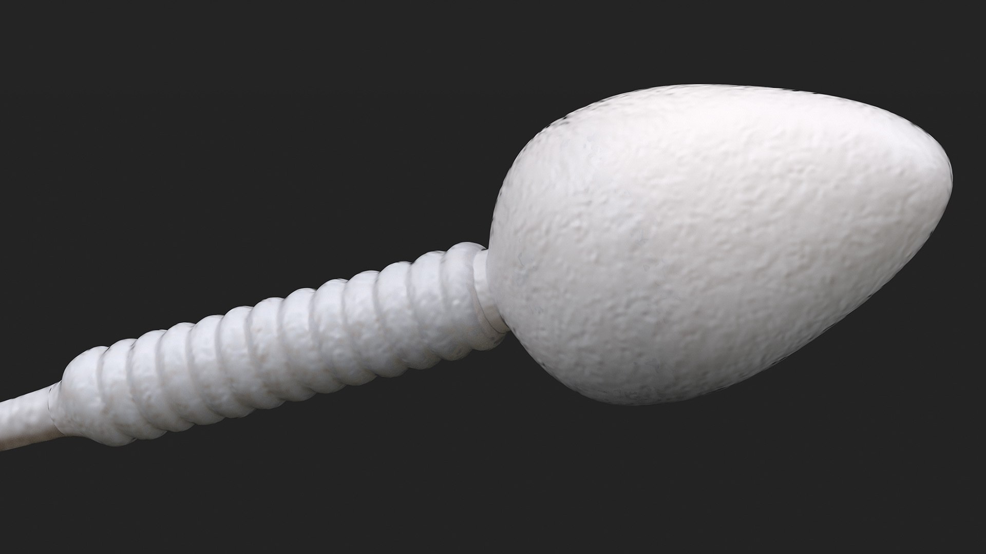 Human Sperm Cell Rigged 3D model https://p.turbosquid.com/ts-thumb/qP/QGBYga/Cp/humanspermcellriggedvray3dmodel011/jpg/1684020024/1920x1080/fit_q87/409d370a21ee4c03beb9041033b9cf1b862a63a1/humanspermcellriggedvray3dmodel011.jpg