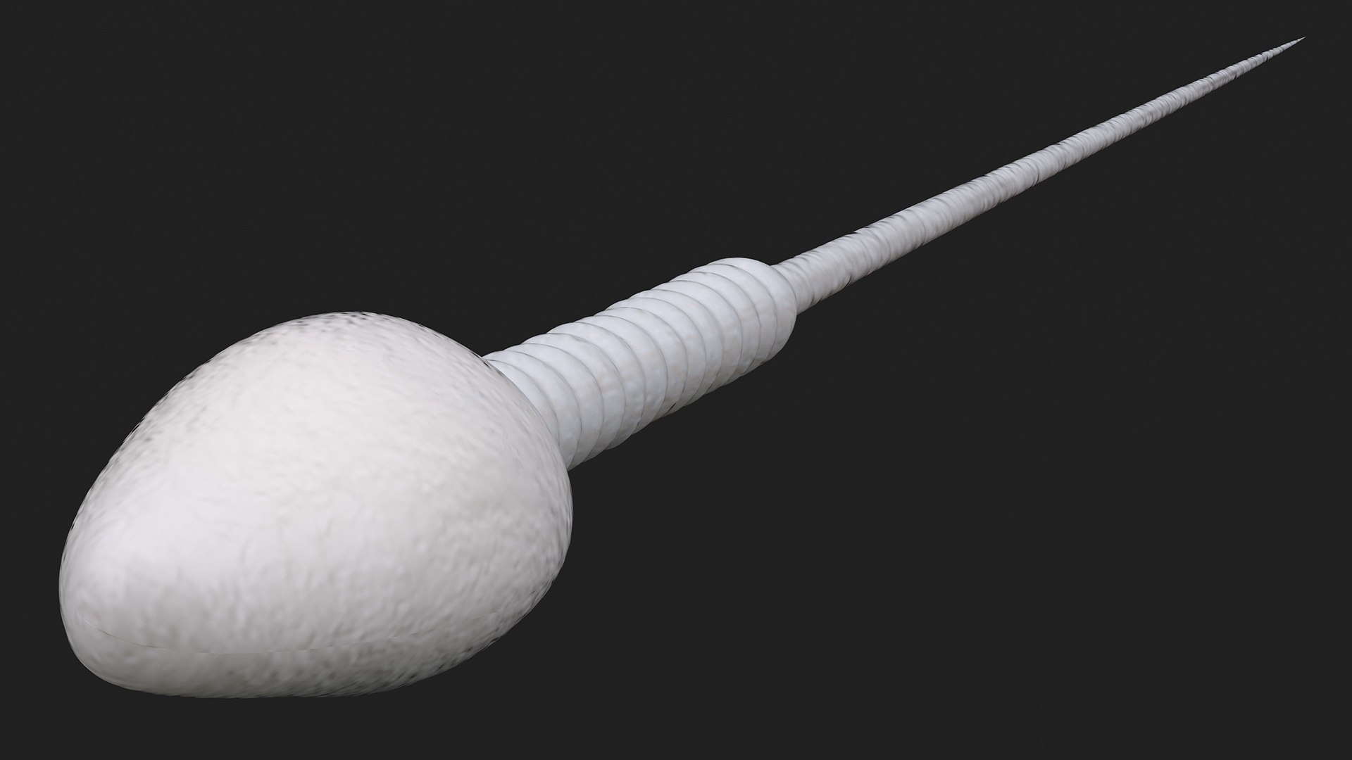 Human Sperm Cell Rigged 3D model https://p.turbosquid.com/ts-thumb/qP/QGBYga/V1/humanspermcellriggedvray3dmodel010/jpg/1684020020/1920x1080/fit_q87/e88daa7cb1ec8e70e601ddc509610321cb1db56b/humanspermcellriggedvray3dmodel010.jpg