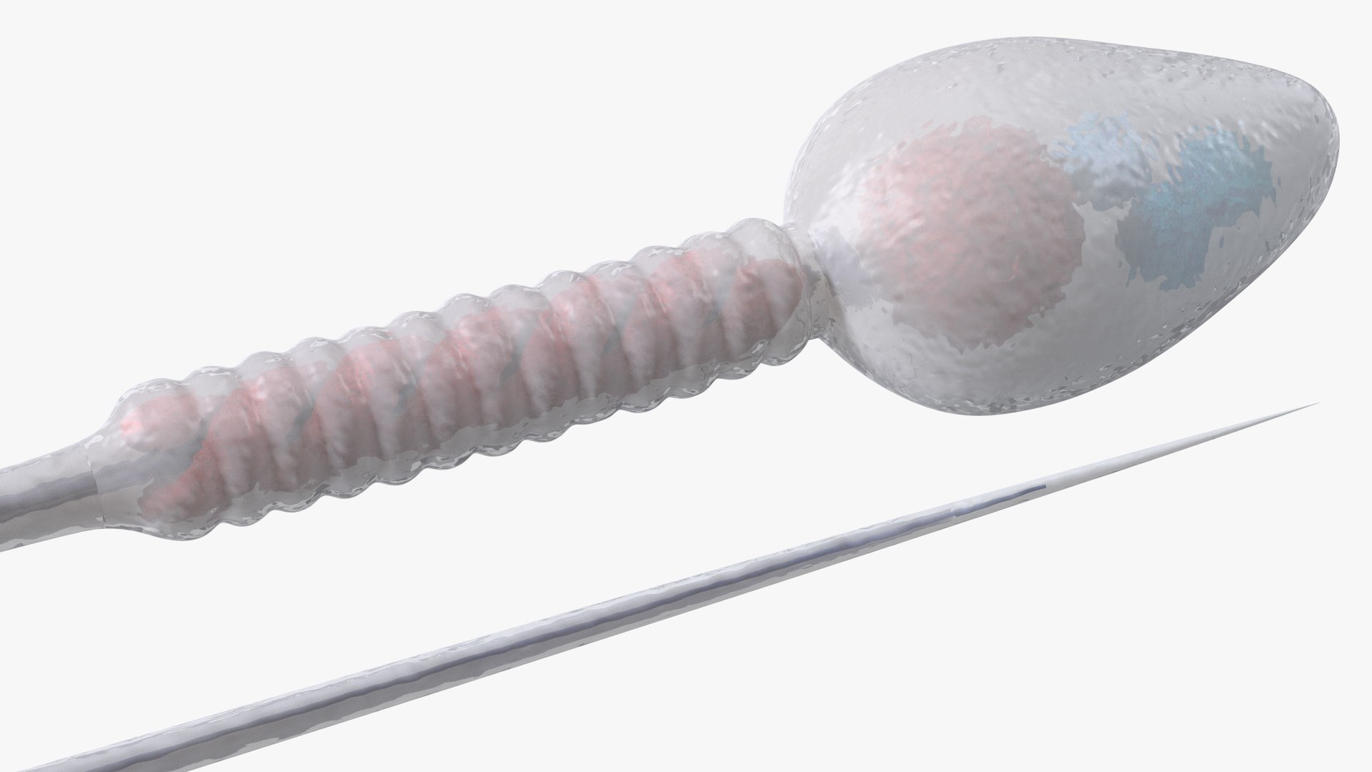 Human Sperm Cell Rigged 3D model https://p.turbosquid.com/ts-thumb/qP/QGBYga/VL/humanspermcellriggedvray3dmodel017/jpg/1684020042/1920x1080/fit_q87/fe9521ff869e6742e15ca898723c942794292a85/humanspermcellriggedvray3dmodel017.jpg