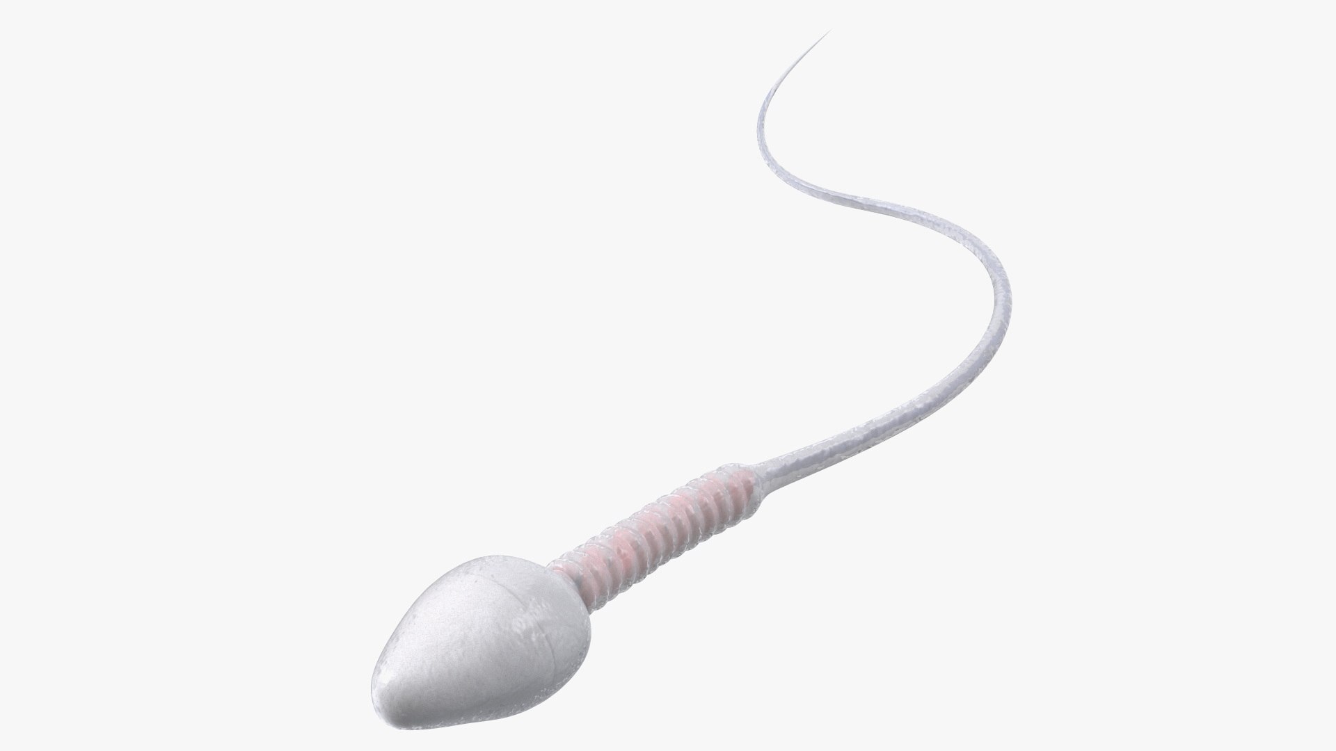 Human Sperm Cell Rigged 3D model preview