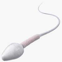 Human Sperm Cell Rigged