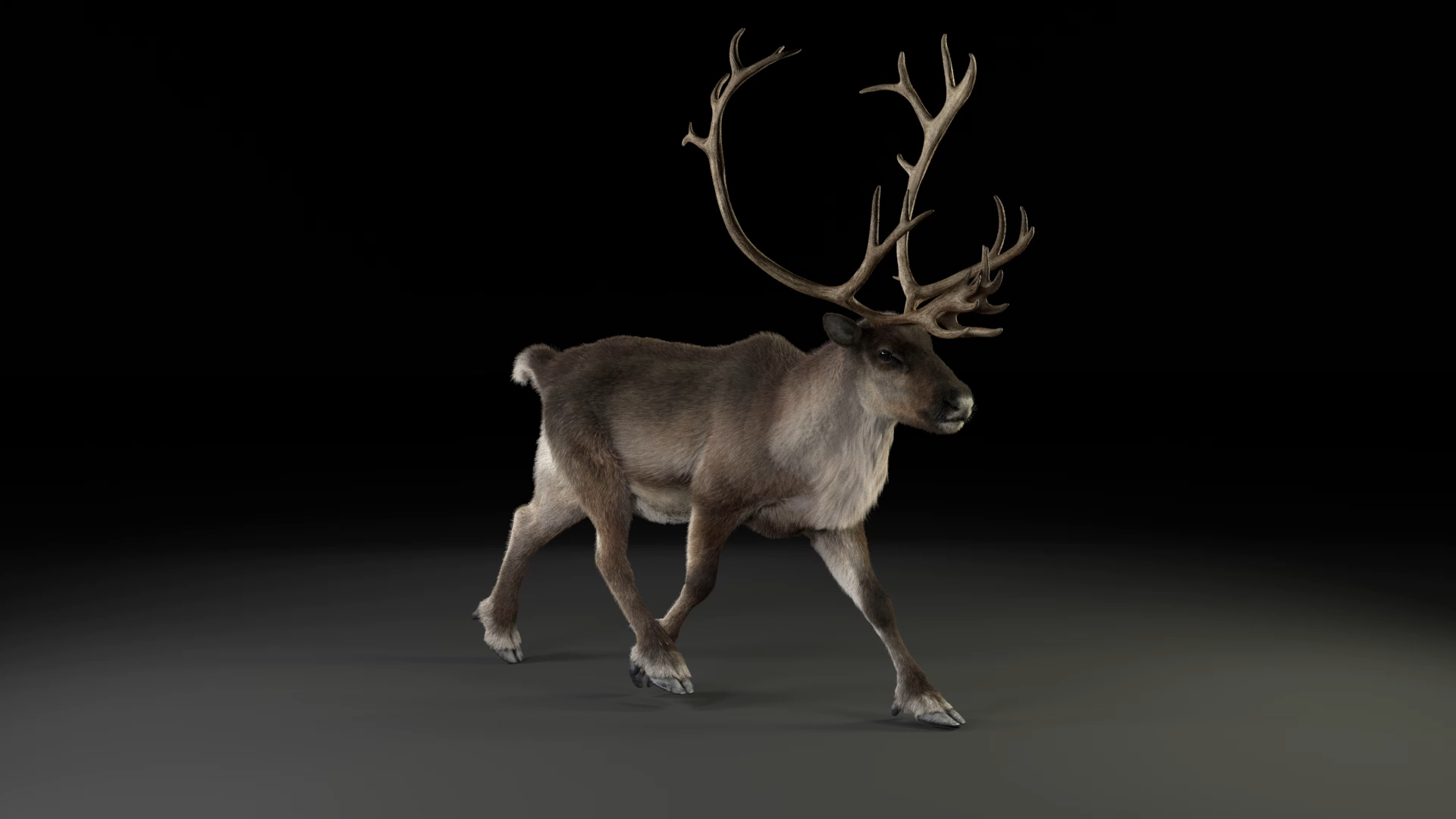 3D reindeer rigging animation male model https://p.turbosquid.com/ts-thumb/qP/U5EKGx/DCvrL6i0/reindeer_male_tort/jpg/1603931308/1920x1080/turn_fit_q99/8ce70d5868cd27b9b173d985d3457c44785eb31f/reindeer_male_tort-1.jpg