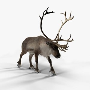 3D reindeer rigging animation male model